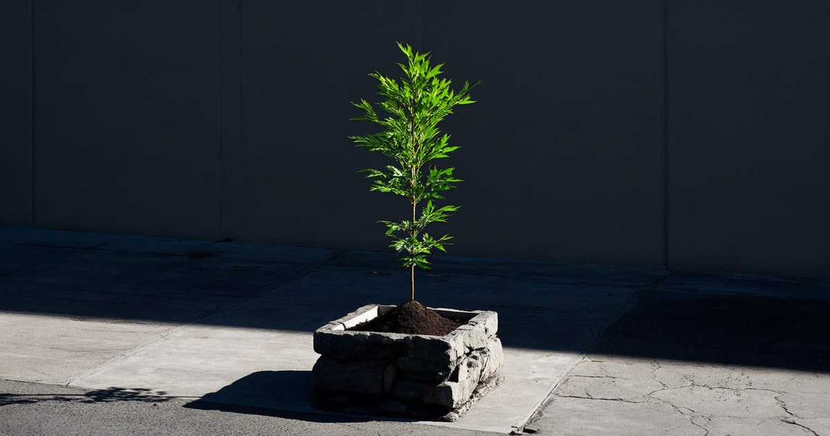 Multa de 1.733 euros por plantar árboles en su barrio sin permiso