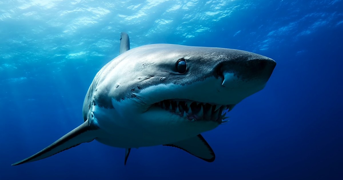 Ferran Torres ya es tiburón de verdad: el Oceanogràfic lo bautiza