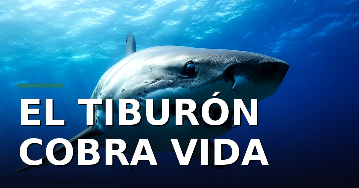 Ferran Torres ya es tiburón de verdad: el Oceanogràfic lo bautiza